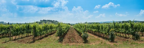 Il biocontrollo di L. botrana e P. Ficus spiegato da Angelo Gasparre e Vincenzo Demattia di Food Agri Service