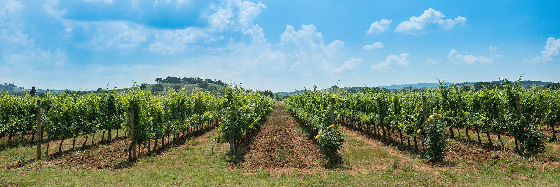 Il biocontrollo di L. botrana e P. Ficus spiegato da Angelo Gasparre e Vincenzo Demattia di Food Agri Service