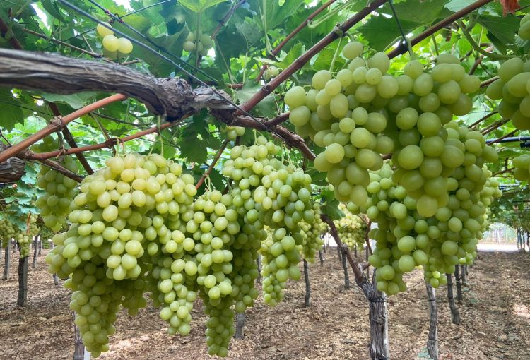 Residuo Zero: sul mercato le prime quantità di uva certificata
