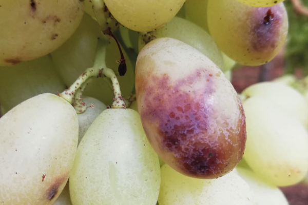 Mosca della Frutta: Minaccia nei Vigneti